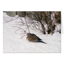 Dove in the Snow Card