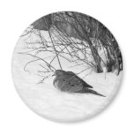 Dove in the Snow Magnet