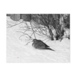 Dove in the Snow Postcard