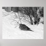 Dove in the Snow Poster