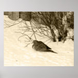 Dove in the Snow Poster