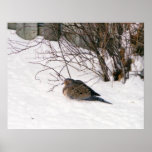 Dove in the Snow Poster