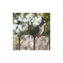 Dove on a Fence Art Print Stretched Canvas Print