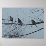 Doves In Snow...Three In A Row Poster