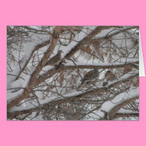 Doves In Snowy Pine cards