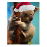 Down Under Christmas Koala Post Card