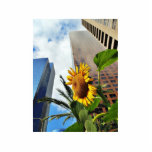 Downtown Los Angeles Skyscrapers Photo Cut Outs
