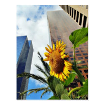 Downtown Los Angeles Skyscrapers Postcards