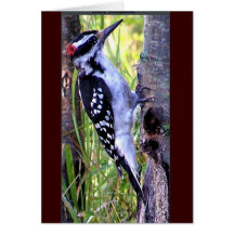 downy woodpecker cards