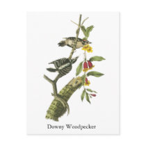 Downy Woodpecker - John Audubon Postcard