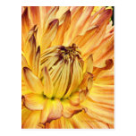 DPuget Sound Dahlia Association Show 2009 Postcard