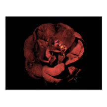 Dracula's Camellia Postcards