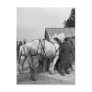 Draft Horse Auction, 1930s Postcards