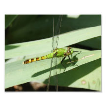 Dragon Fly 10 x 8 Photographic Print