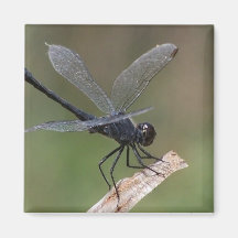 dragon fly august magnet