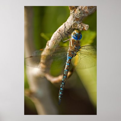 Dragon Fly Print by f1daniel