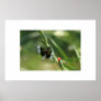 DRAGON FLY PRINT