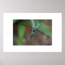 Dragon Fly Poster