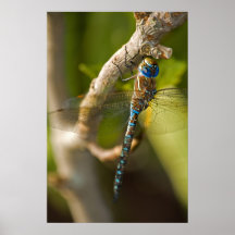 Dragon Fly Print