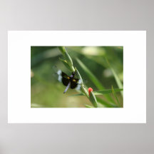 DRAGON FLY PRINT