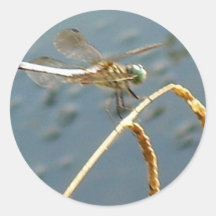 Dragon Fly Stickers
