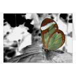 Dragon Fly w Coloured Wings Greeting Card (Blank)