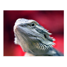 Dragon Head Postcard