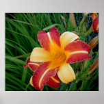 Dragon Lily ~ Print~
