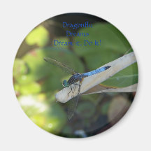 Dragonflies Dragonfly Fridge Magnet