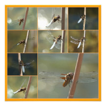dragonflies invitations
