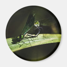 dragonflies magnet