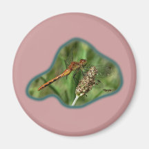 Dragonfly 02 fridge magnets