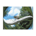 Dragonfly 182 ~ postcard