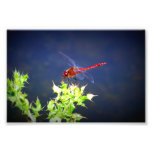 Dragonfly Art Photo
