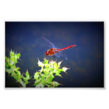 Dragonfly Art Photo