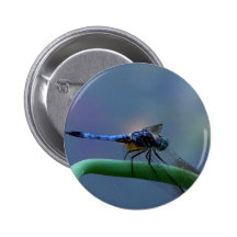 Dragonfly Button