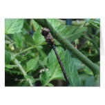 Dragonfly Greeting Card
