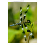 Dragonfly cards