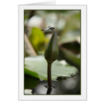 Dragonfly Card