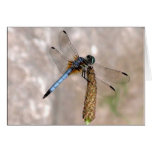 Dragonfly! Card