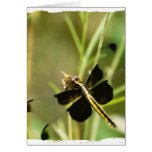 Dragonfly Dragonflies Greeting Card