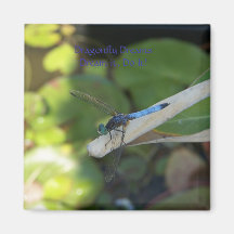 Dragonfly Dragonflies Magnet