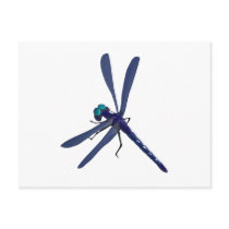 Dragonfly Dragonfliles Post Cards