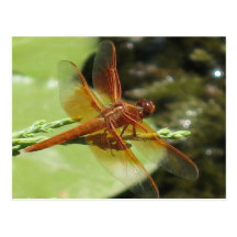 Dragonfly Dreams Postcard
