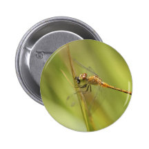 Dragonfly Eating Fly Button