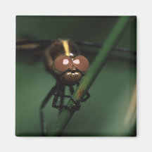 dragonfly fridge magnet