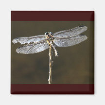 Dragonfly Fridge Magnet