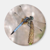 Dragonfly! Fridge Magnets
