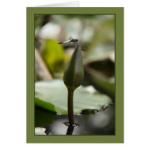 Dragonfly green Card