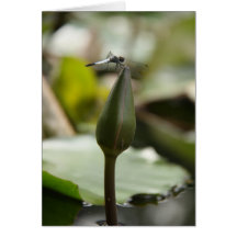 Dragonfly green Note Card